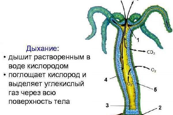 Кракен зеркало сегодня